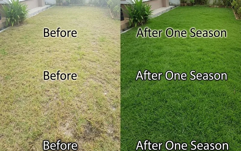 A thin lawn turning lush and green over one season of managed feeding