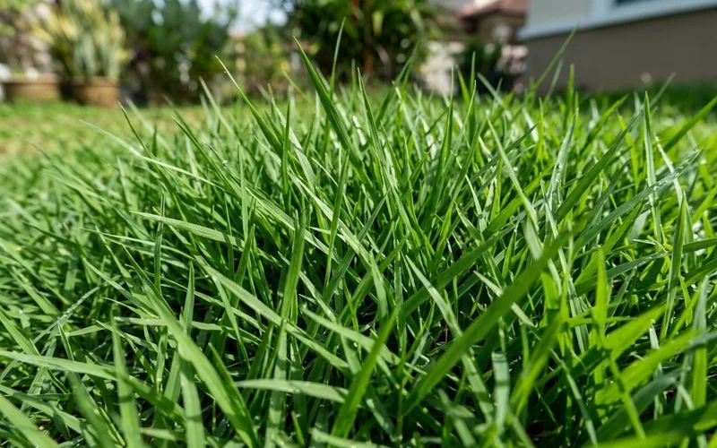 Dense, healthy green grass after an NPK feeding programme