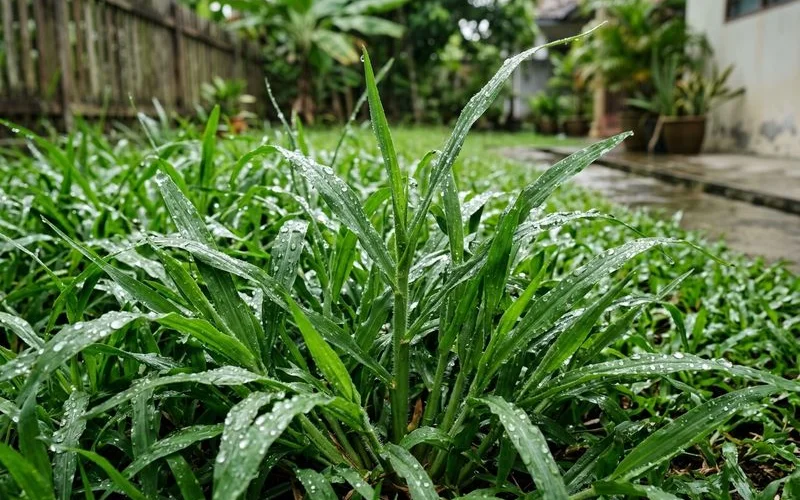 Cow grass in full wet-season growth on a Malaysian residential lawn