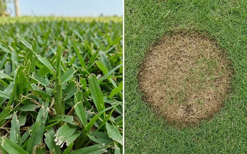 Close inspection of turf damage showing the difference between pest chewing and fungal patches on a Malaysian lawn
