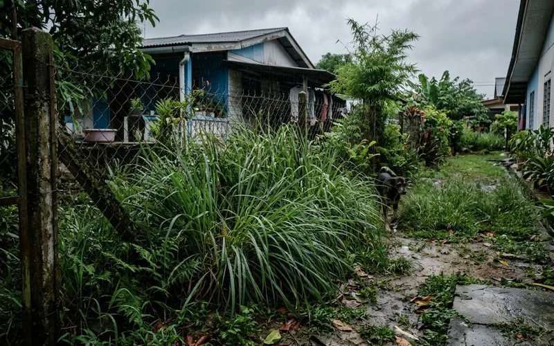 Overgrown long grass along a fence line in a Malaysian garden during the damp monsoon